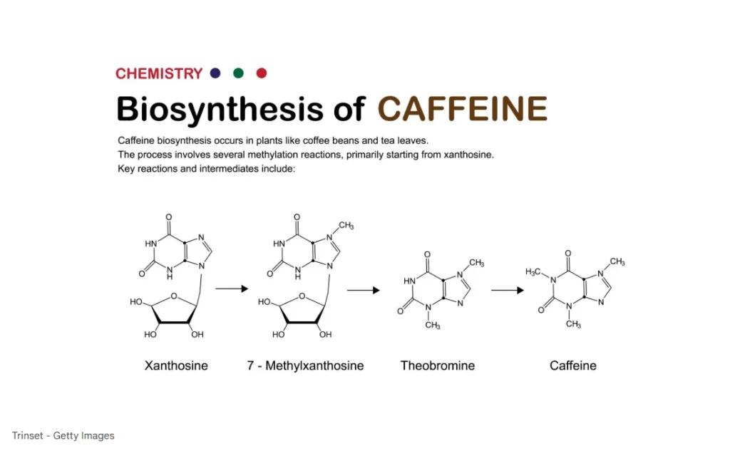 일반적인 생합성 경로: 커피 식물 내에서 카페인은 전구물질인 크산토신(Xanthosine)에서 시작하여 $\rightarrow$ 7-메틸크산틴 $\rightarrow$ 테오브로민(Theobromine)을 거쳐 최종적으로 카페인(Caffeine)으로 합성된다.