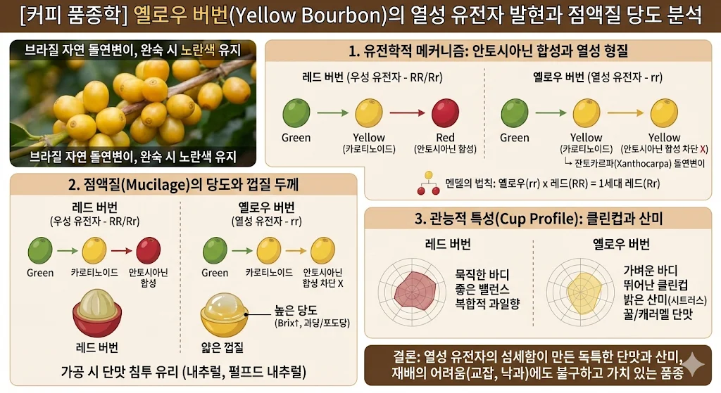 커피 품종 중 옐로우 버번(Yellow Bourbon)의 열성 유전자 발현과 점액질 당도 분석 설명