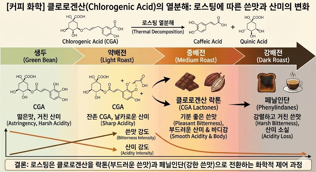 클로로겐산의 열분해 : 로스팅에 따른 쓴맛과 산미의 변환 과정 설명