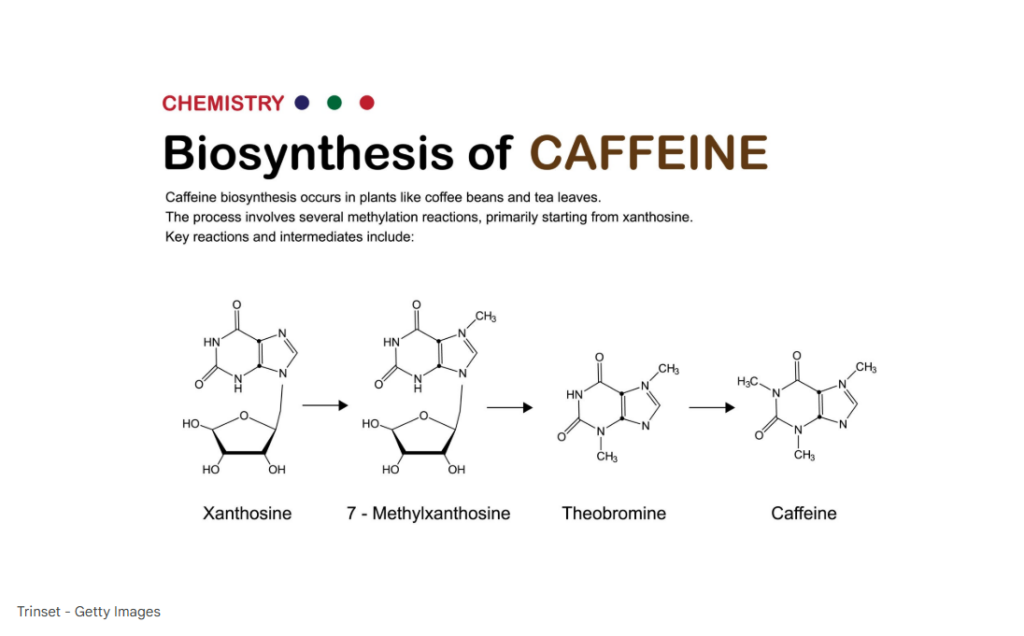 일반적인 생합성 경로