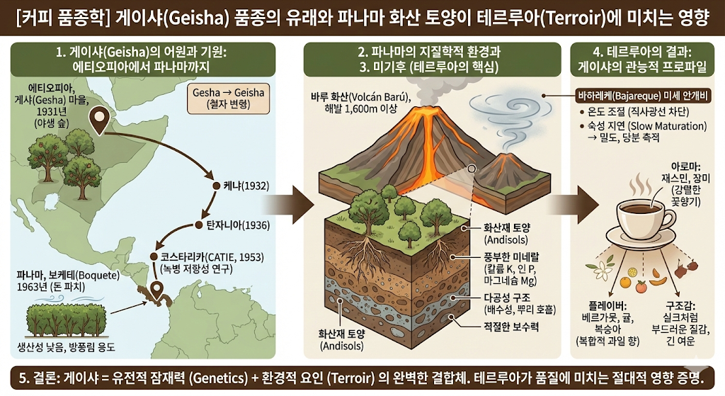 게이샤 품종과 테루아의 영향
