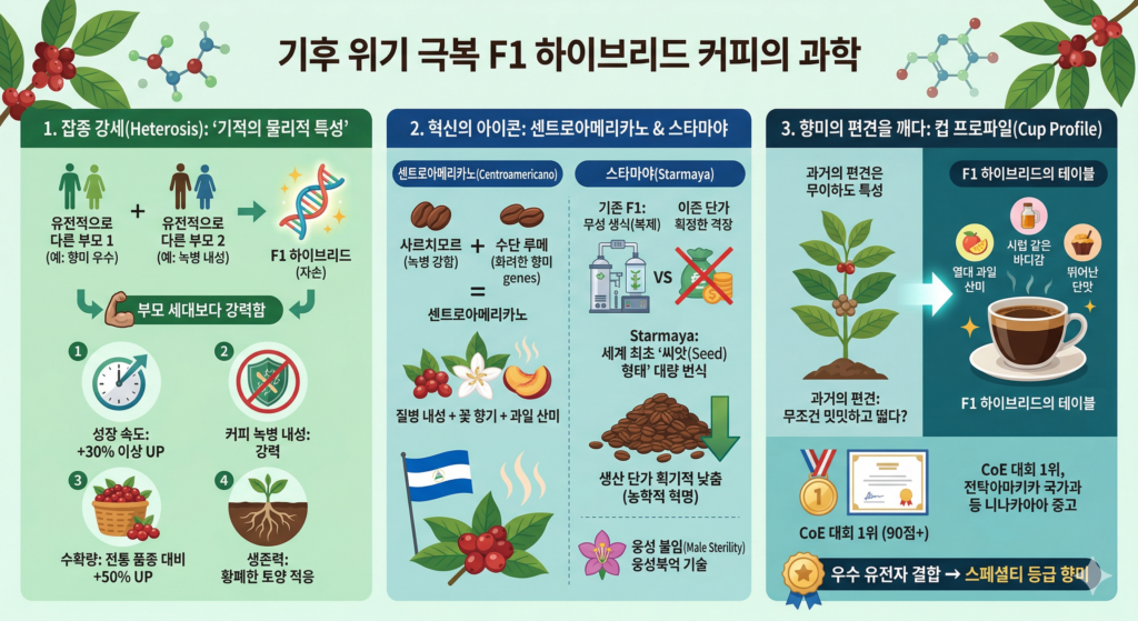 기후 위기 극복 F1 하이브리드 커피: 센트로아메리카노 잡종 강세 원리